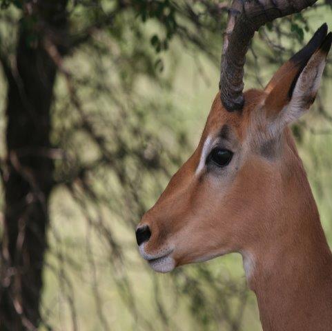 serengeti migration safari 